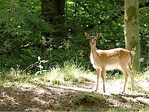 В Киевском зоопарке умер четырехлетний олень Давид