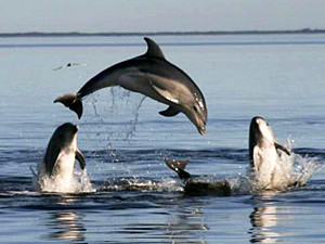 Австралийские ученые открыли новый вид дельфинов