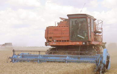 Пшеницы собрали больше, но до плана не дотянули