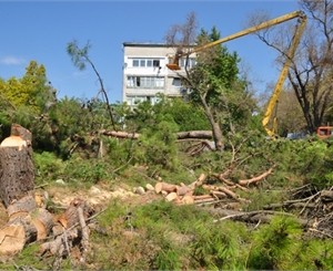 Севастопольцы подрались с милицией, защищая редкие деревья