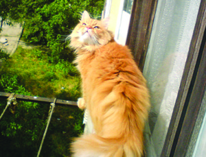 В Севастополе женщина  сорвалась с балкона, спасая кошку
