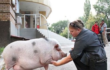 В многоэтажке в центре Донецка поселился 140-килограммовый хряк