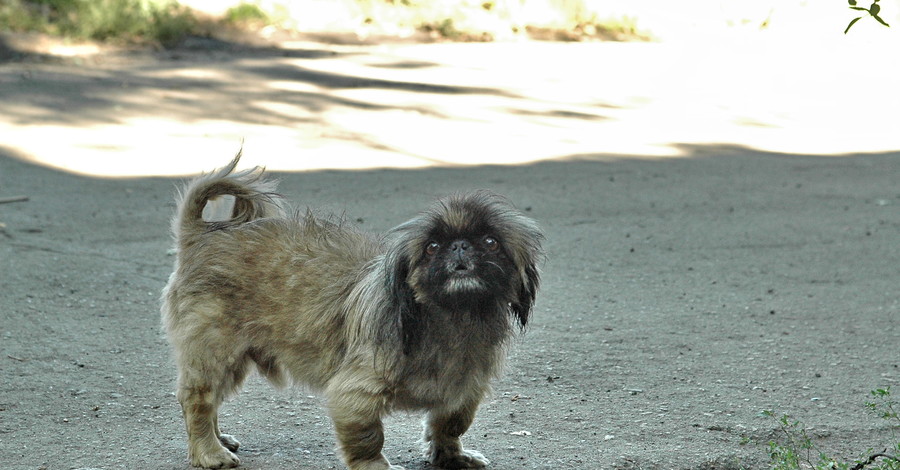 Кто утрет собачьи слезы?