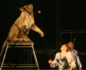 Звезды Национального цирка: лев-гермафродит  и кабан-гурман  