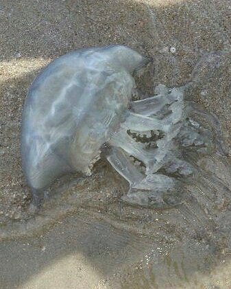 В Кирилловке туристы выловили огромную медузу