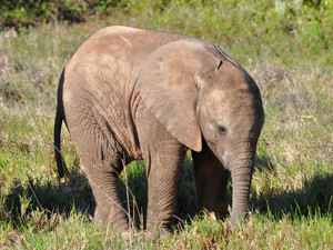 Слонята появятся в зоопарке к Новому году