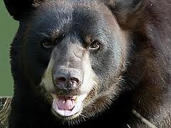 На Ивано-Франковщине медведь набросился на человека