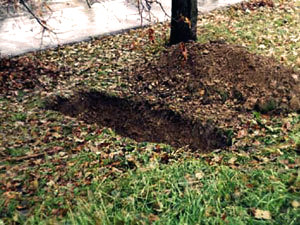 Девушки заставили подругу ложкой копать себе могилу