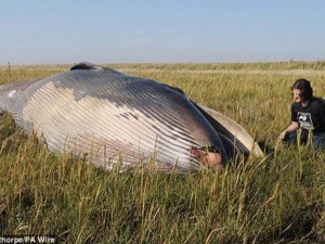 10-метровый мертвый кит рухнул прямо в поле