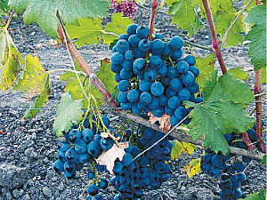 Выбираем виноград: детям - кишмиш, мужчинам - синий 