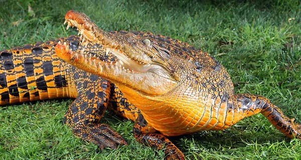 Оранжевый крокодил шокировал ученых
