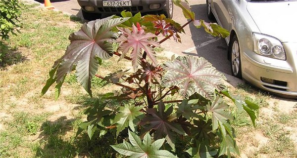 Донецкие дети отравились бусами с ядом 