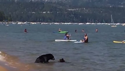 В Калифорнии семья медведей пришла из леса на пляж
