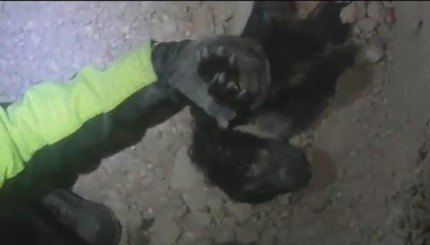 В Сети появилось видео спасения собаки из-под завалов в Италии 