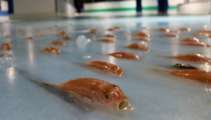Японский парк заморозил в катке пять тысяч рыб