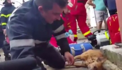 Сеть тронуло видео спасения жизни маленькому псу пожарным 