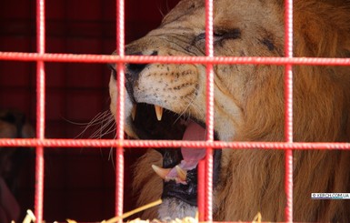 В Керчи на переправе застряли 11 львов