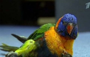Сотню пьяных попугаев госпитализировали в наркологию