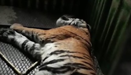 В Индии поймали тигра-людоеда, когда он доедал шестую жертву
