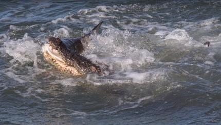 Редкие кадры как крокодил ловит акулу попали на видео