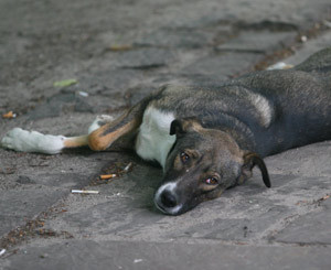 Убить собаку: в Киеве появилось движение догхантеров, которые жестоким образом очищают столицу от четвероногих