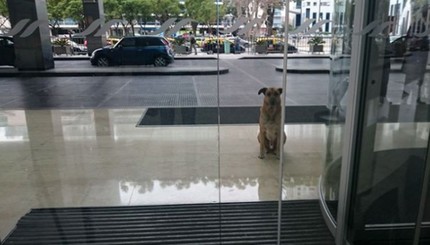 Стюардесса приютила пса, который 6 месяцев ждал ее у отеля