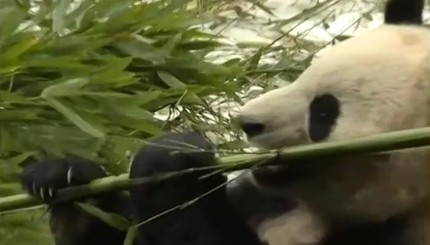 В Китае гигантская панда наслаждается снегом