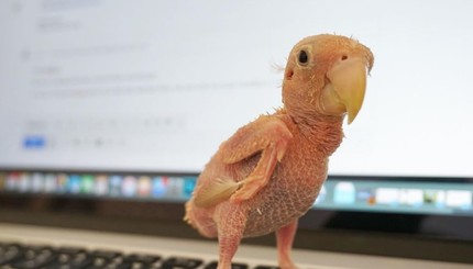 Голая правда попугая без перьев взорвала интернет 