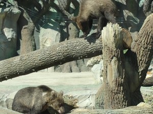 Медвежата Потап и Настя не могут уснуть за решеткой