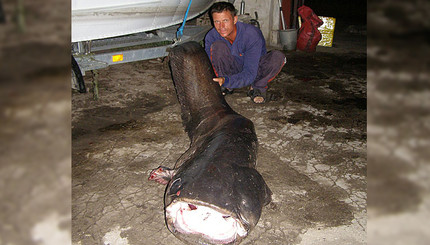 На Днепродзержинском водохранилище рыбак поймал гигантского сома