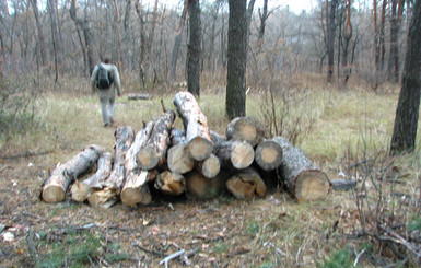 В Григоровском бору рубят деревья