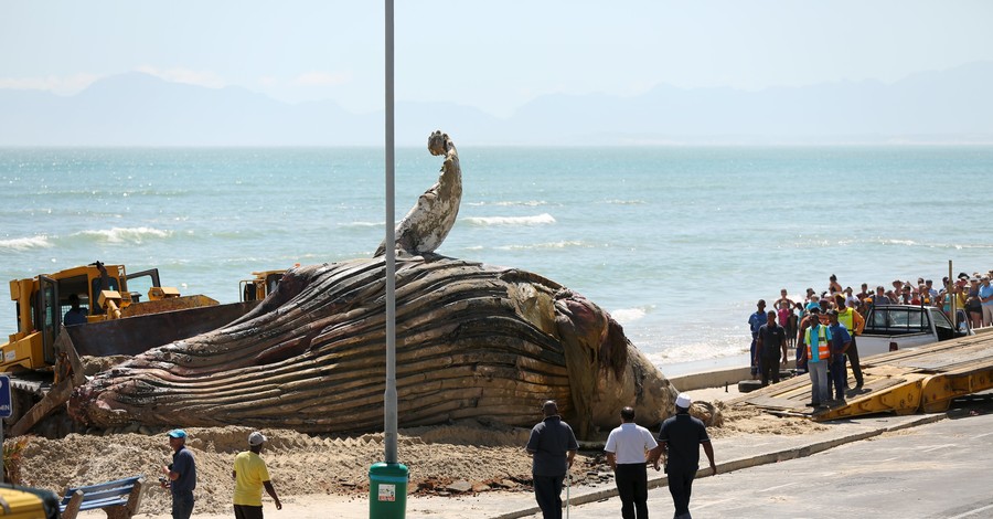 Морской прилив принес морское 