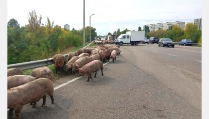 Окружную Харькова заполонили свиньи