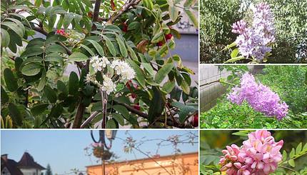 Украину накрыло аномальное цветение растений