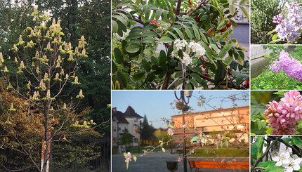 Украину накрыло аномальное цветение растений