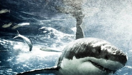 Снимки, на которых акулы 