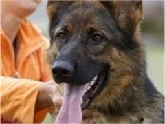 УЕФА поддержала запрет на убийство бездомных собак