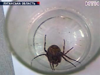 Луганские зоологи приютили паука Ваську: ползучего нашел ребенок в пакете с семечками