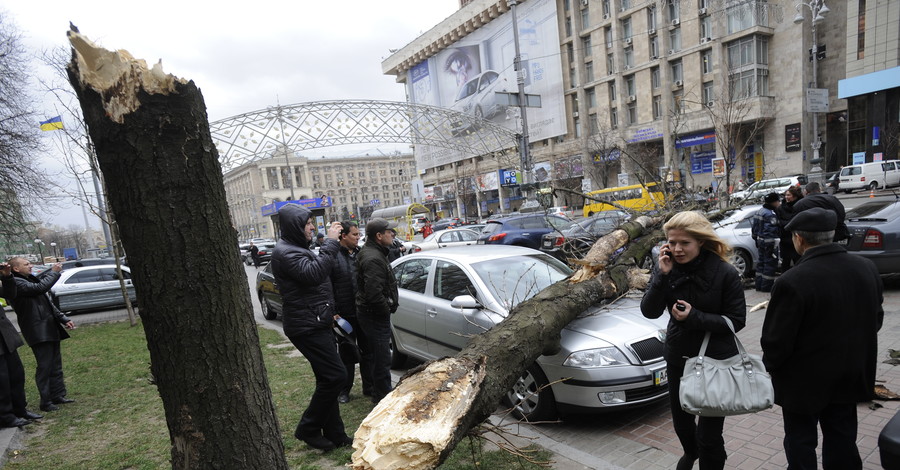 Ураган повалил деревья на машины в Киеве