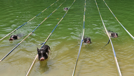 В Китае свиньи соревновались в прыжках в воду