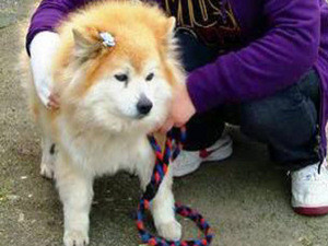 В Японии умерла самая старая в мире собака