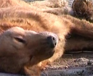 Сотни собак под Одессой отравили газом?