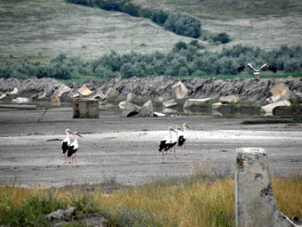  Куяльник хотят соединить с морем