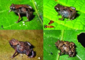 Ученый обнаружил самых крохотных лягушек в мире