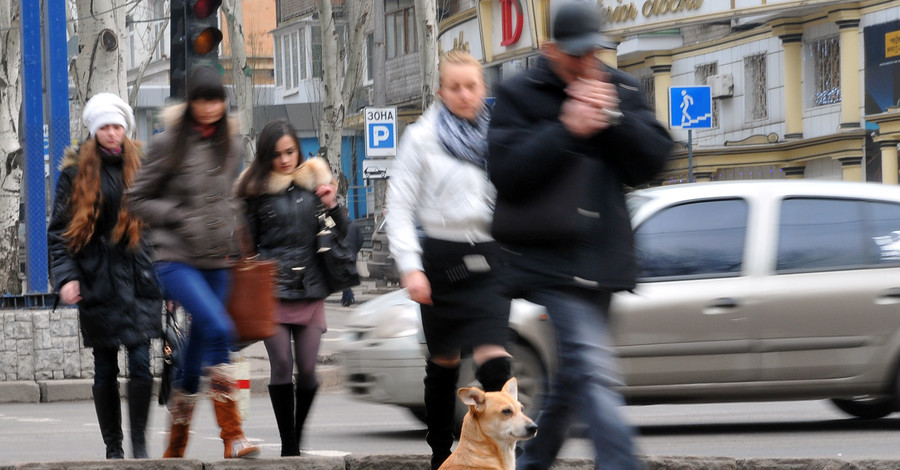 В  Донецке появилась своя Хатико