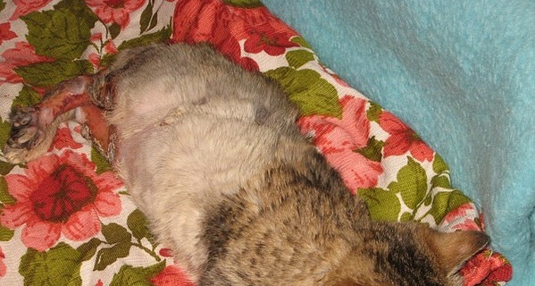 В Керчи зверски мучали котенка: его заживо поджигали и насиловали веткой 