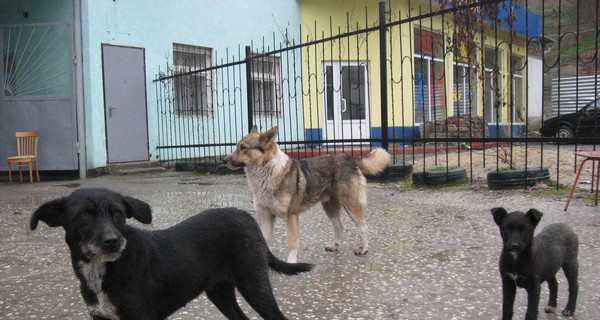 По Алуште разгуливает потрошитель животных