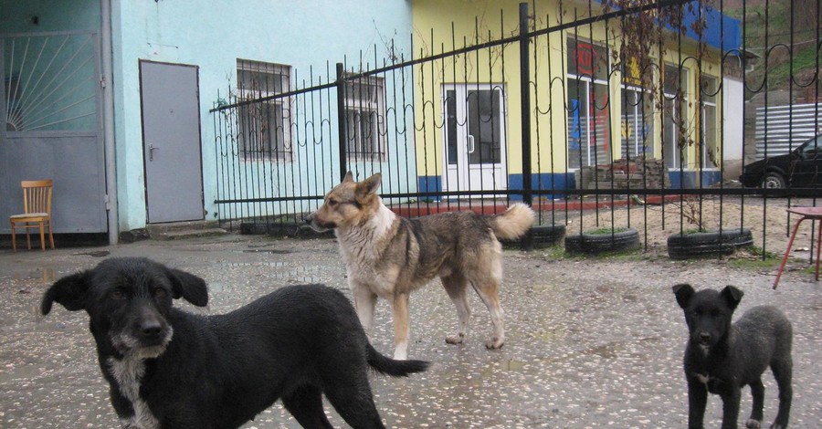 По Алуште разгуливает потрошитель животных