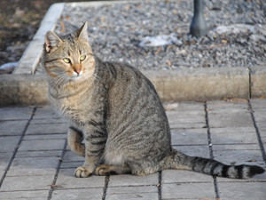 Донецкую мэрию патрулирует кот-чиновниконенавистник 