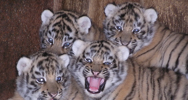 В Харьковском зоопарке родилось трое тигрят